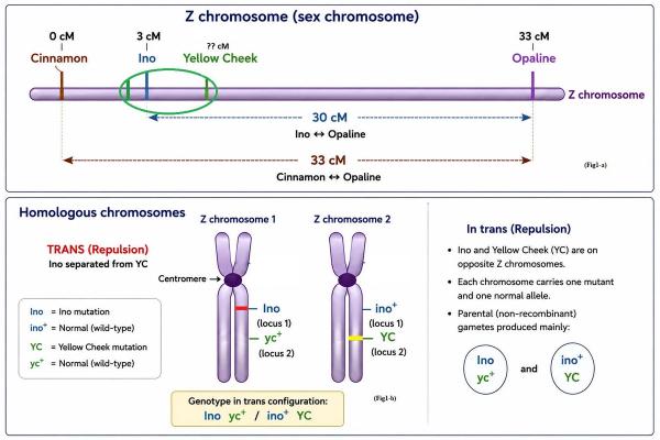 Recombination Frequency Between the Sex-Linked Yellow Cheek Locus and Other Sex-Linked Mutations (Cinnamon, Ino, and Opaline) in the Cockatiel (Nymphicus hollandicus)