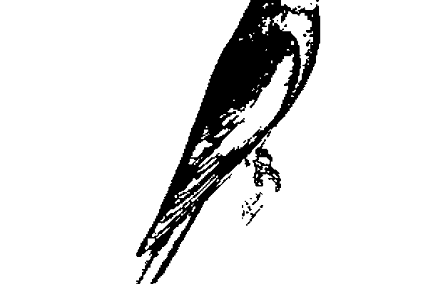 The ACS Standard of Perfection for Cockatiels*