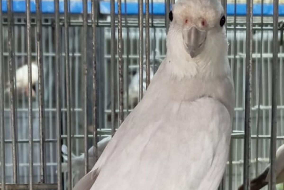 Cockatiels Soak/Soft Food