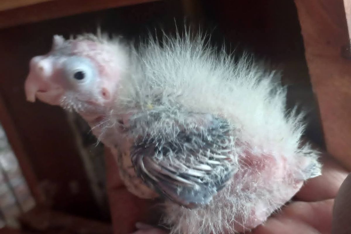 Feather Picking: