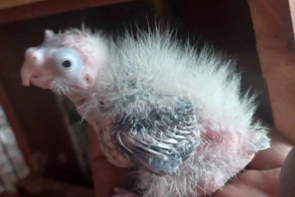 Feather Picking: