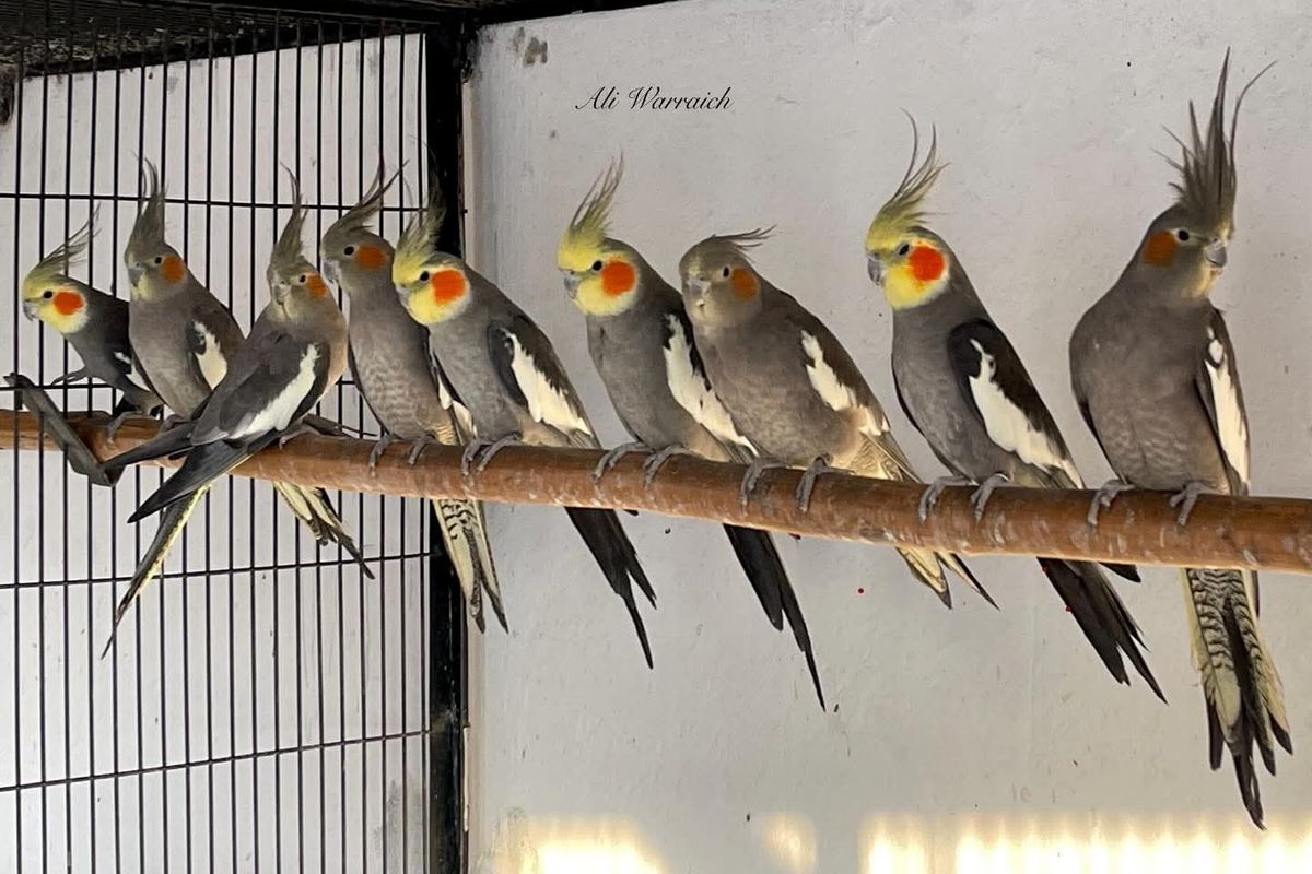 Proper Breeding Age for Cockatiels