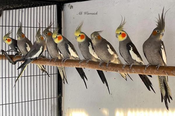 Proper Breeding Age for Cockatiels