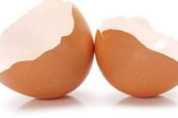 Feeding egg shells