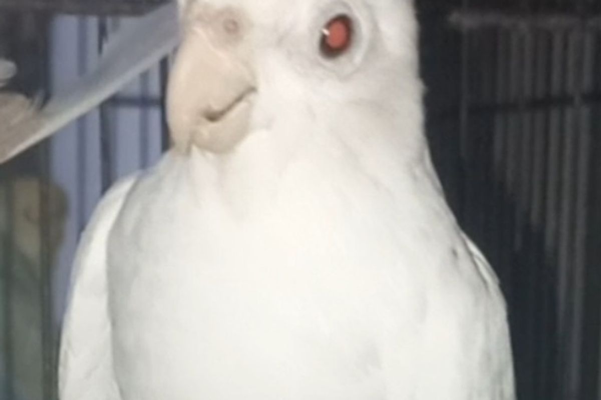 ”Psittacosis - Parrot Fever”