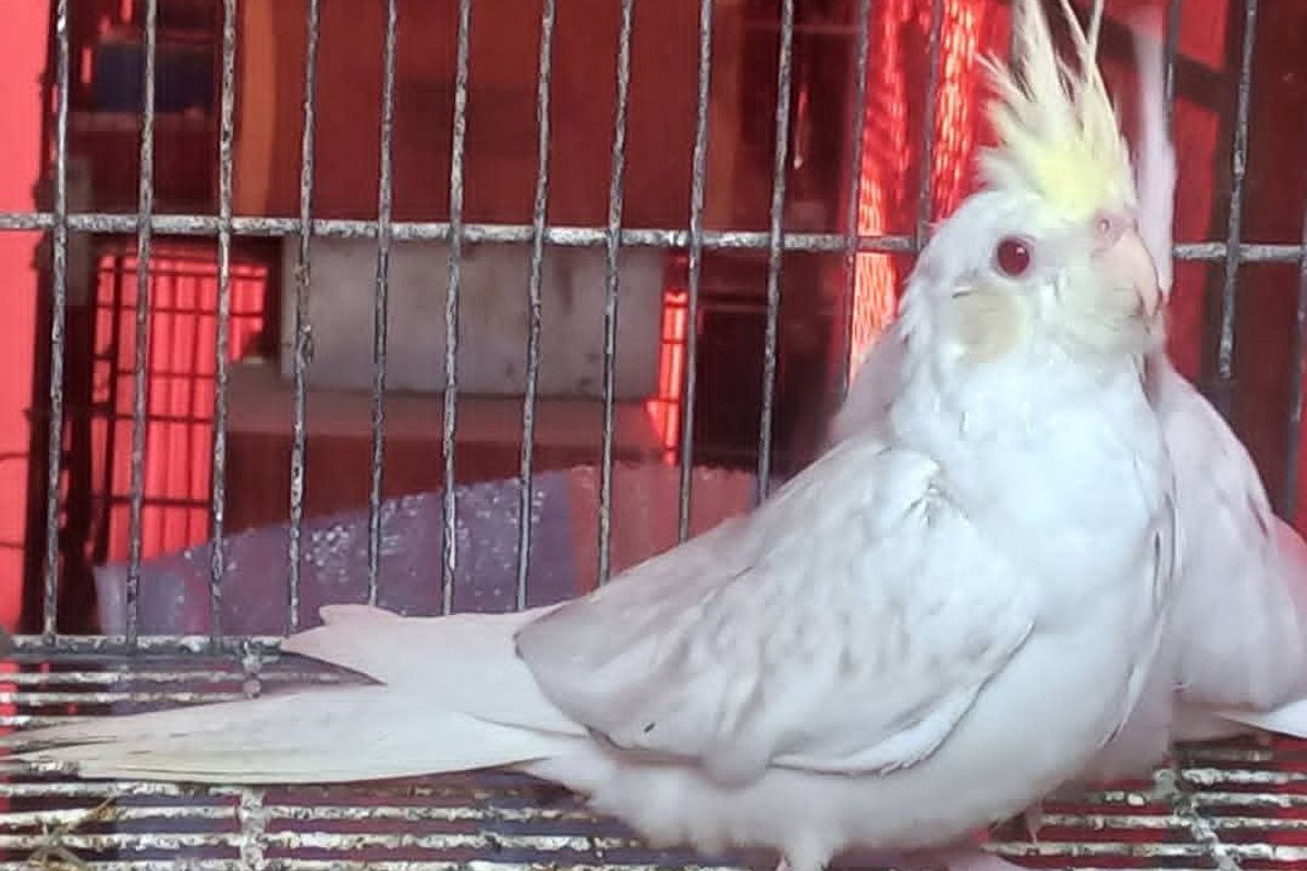 Cockatiel Care Tips + Q&A
