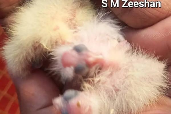 CANNIBALISM IN BIRDS SPECIALLY COCKATIELS