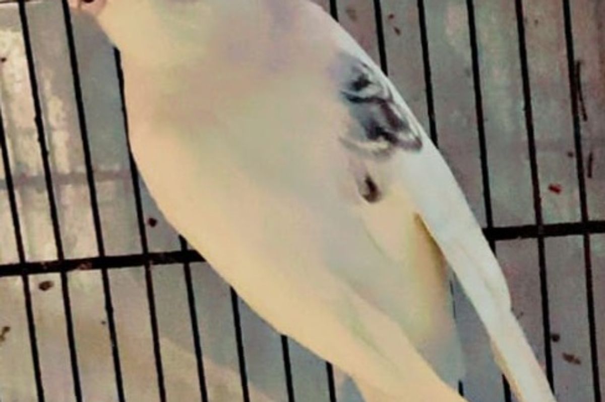 Cockatiel Care for Beginners