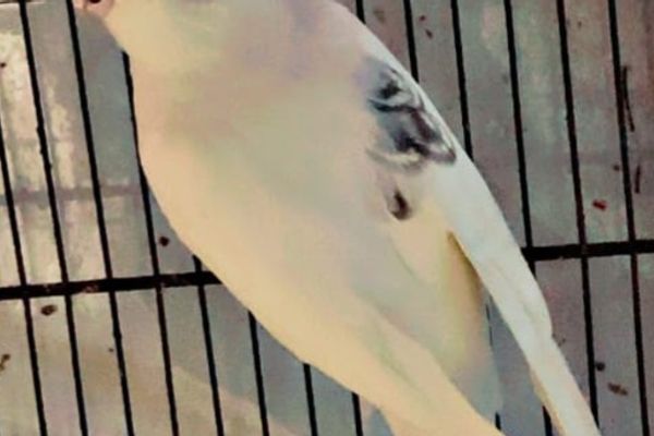 Cockatiel Care for Beginners
