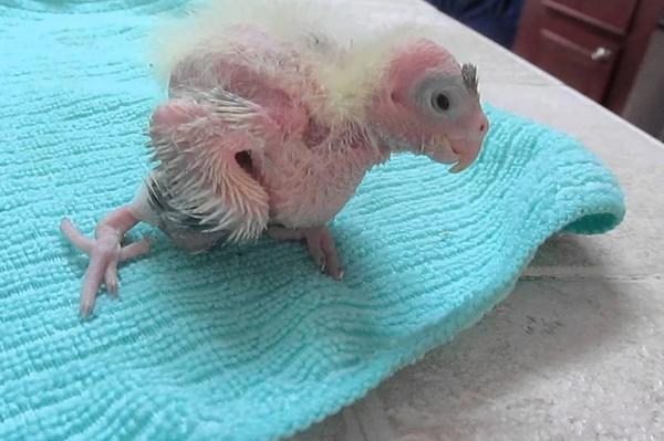 Splayed Legs in Cockatiels