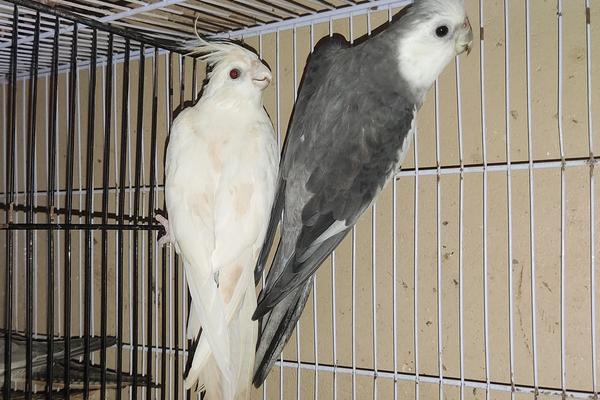 What is a Cockatiel?