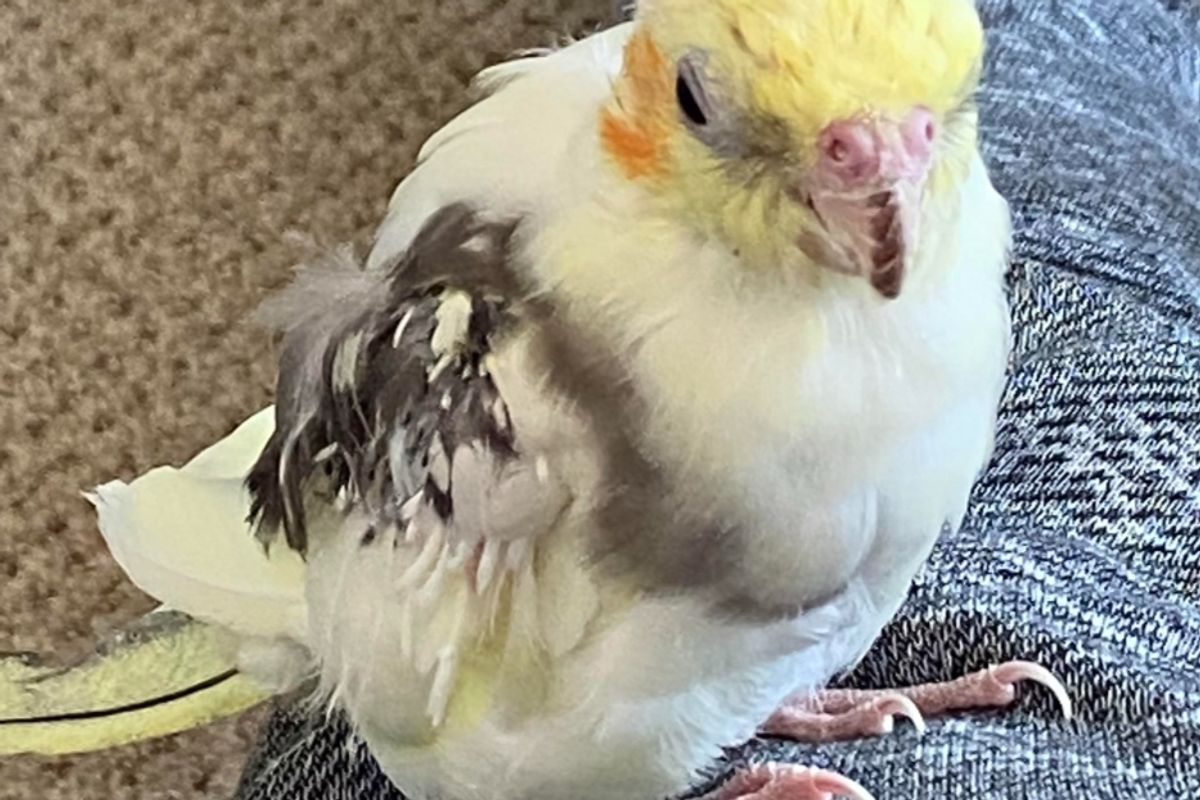 PBFD (Psittacine Beak and Feather Disease)