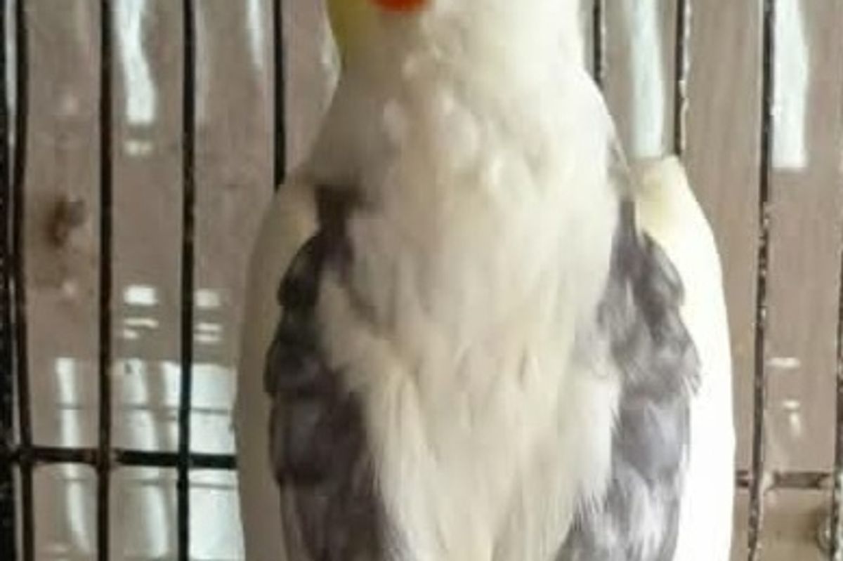 WINTER MEIN COCKATIEL KI CARE
