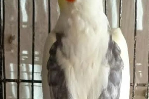 WINTER MEIN COCKATIEL KI CARE