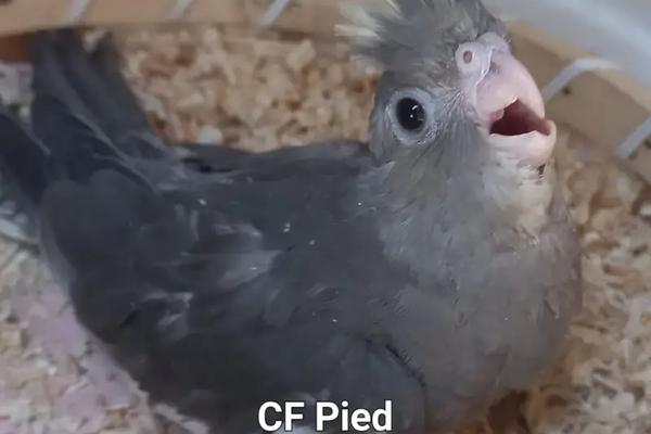 سائیڈ افیکٹس Cockatiels (Probiotcs and Calcium Use)