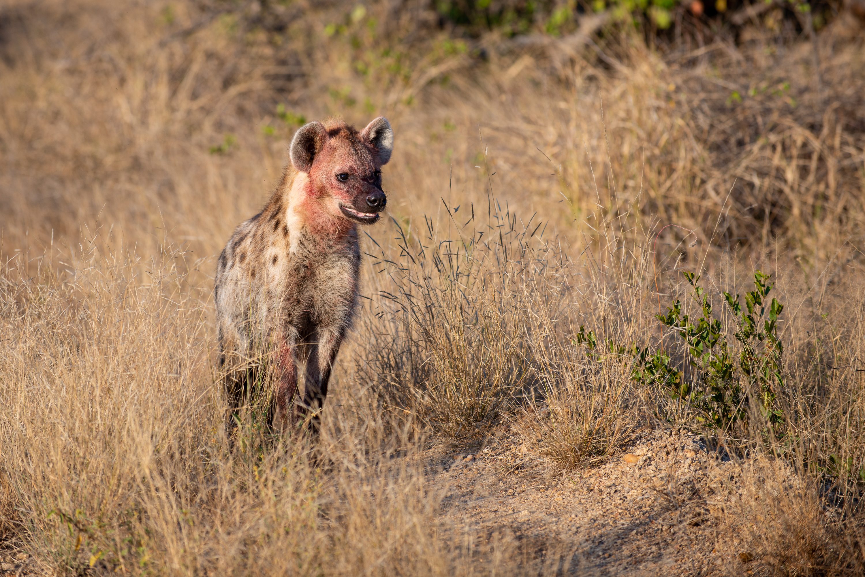 Photograph from South Africa