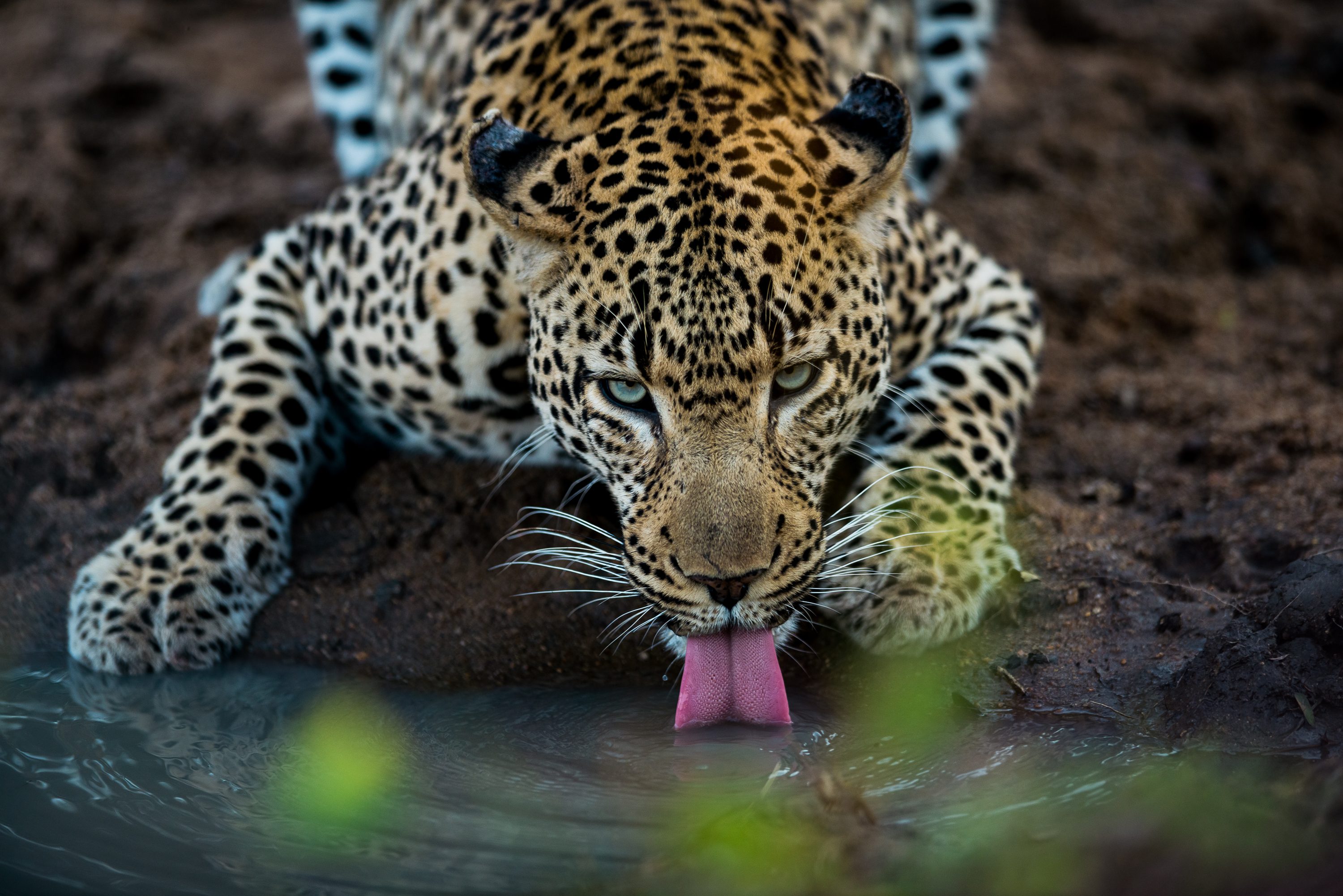 Photograph from South Africa