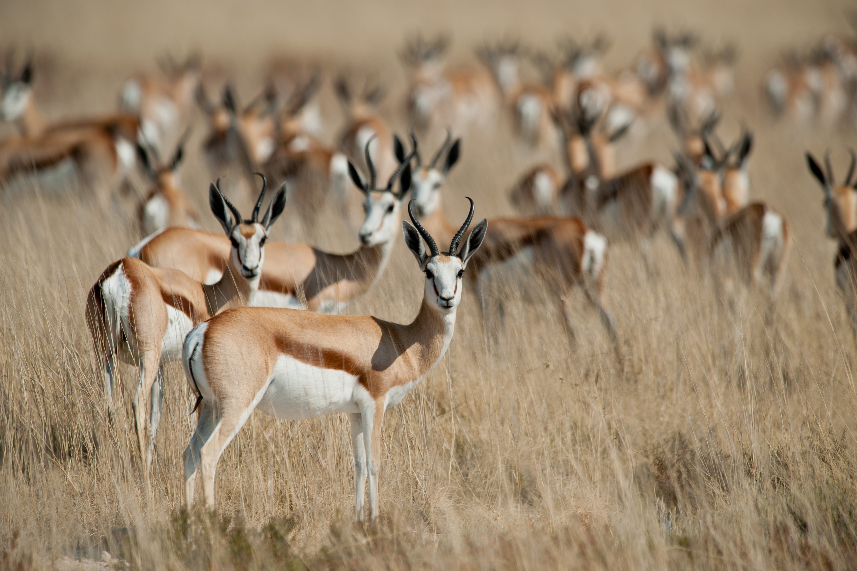 Photograph from Namibia