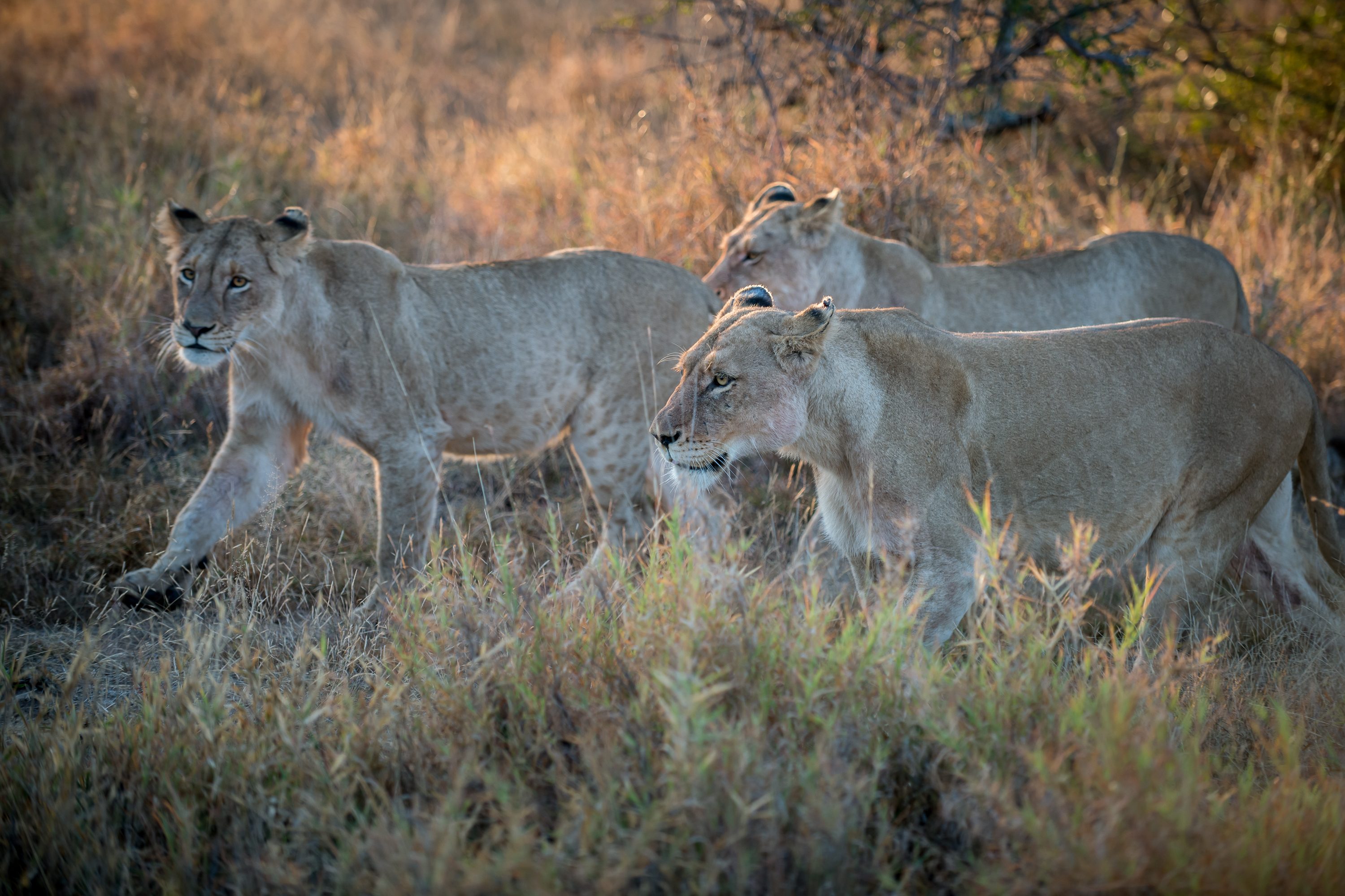 Photograph from South Africa