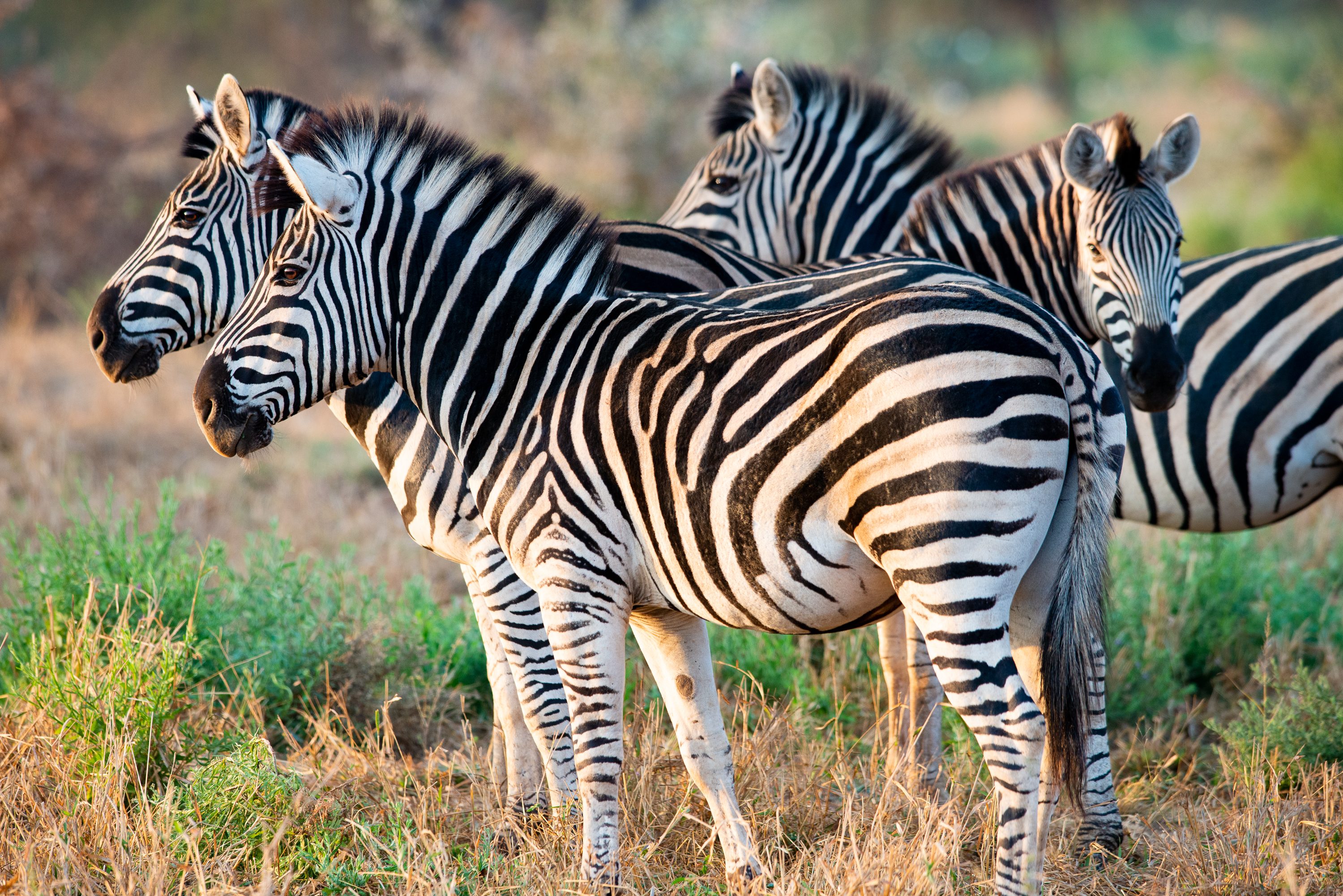 Photograph from South Africa