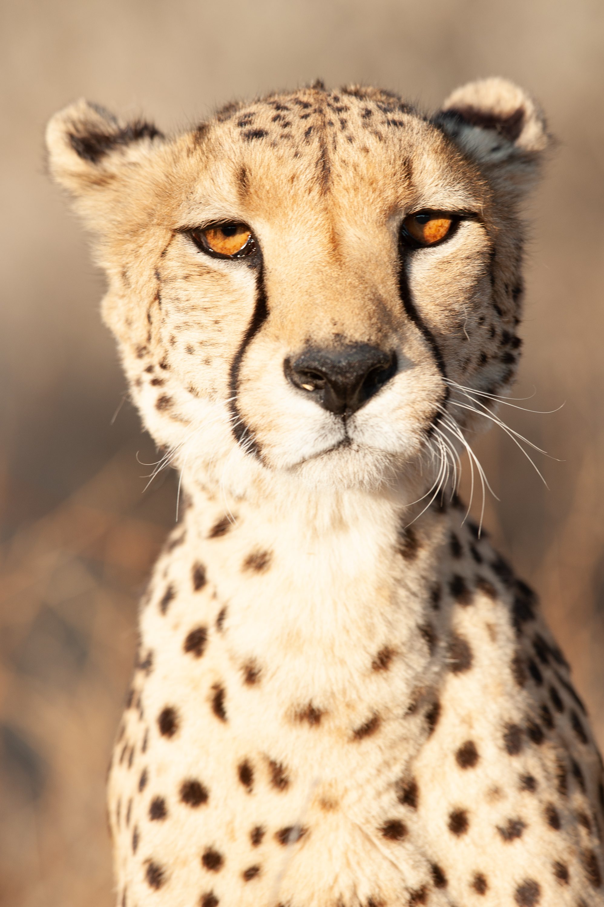 Photograph from Namibia