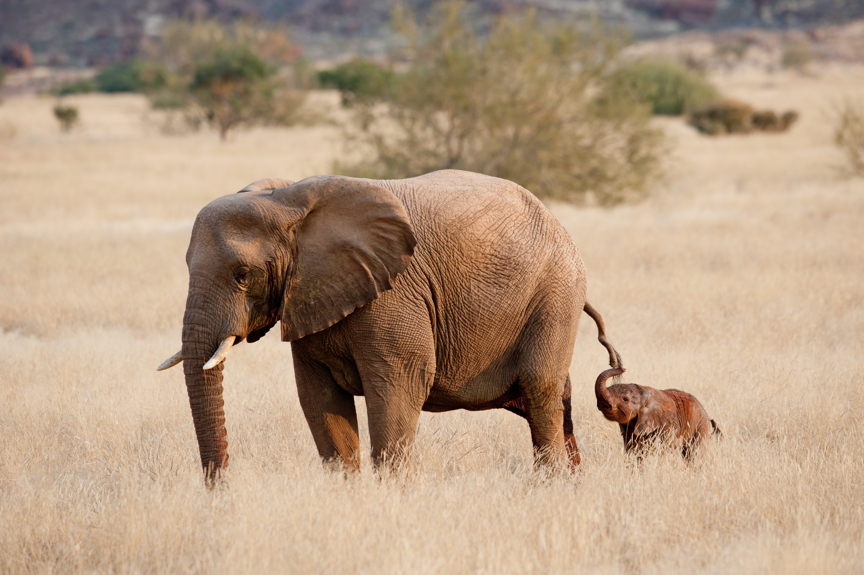 Photograph from Namibia