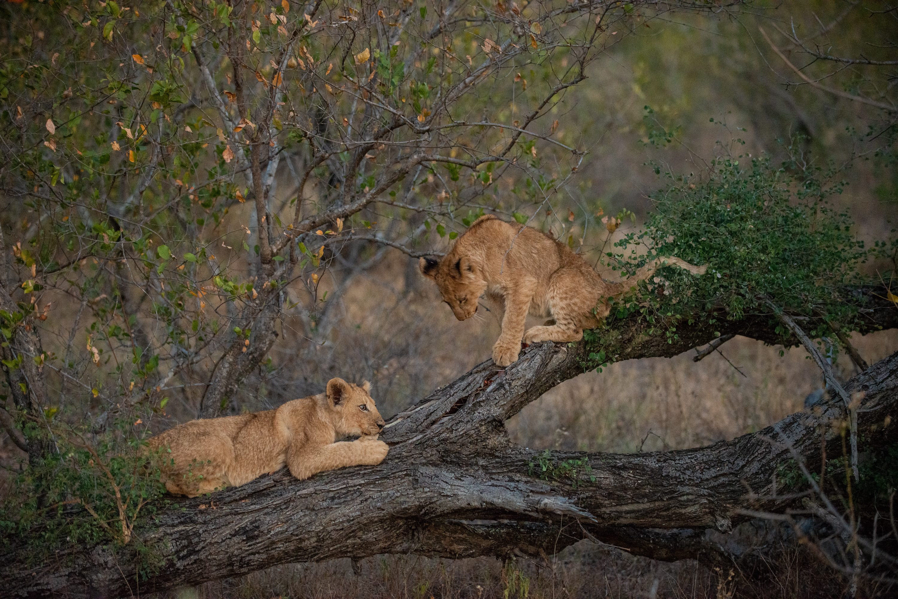 Photograph from South Africa