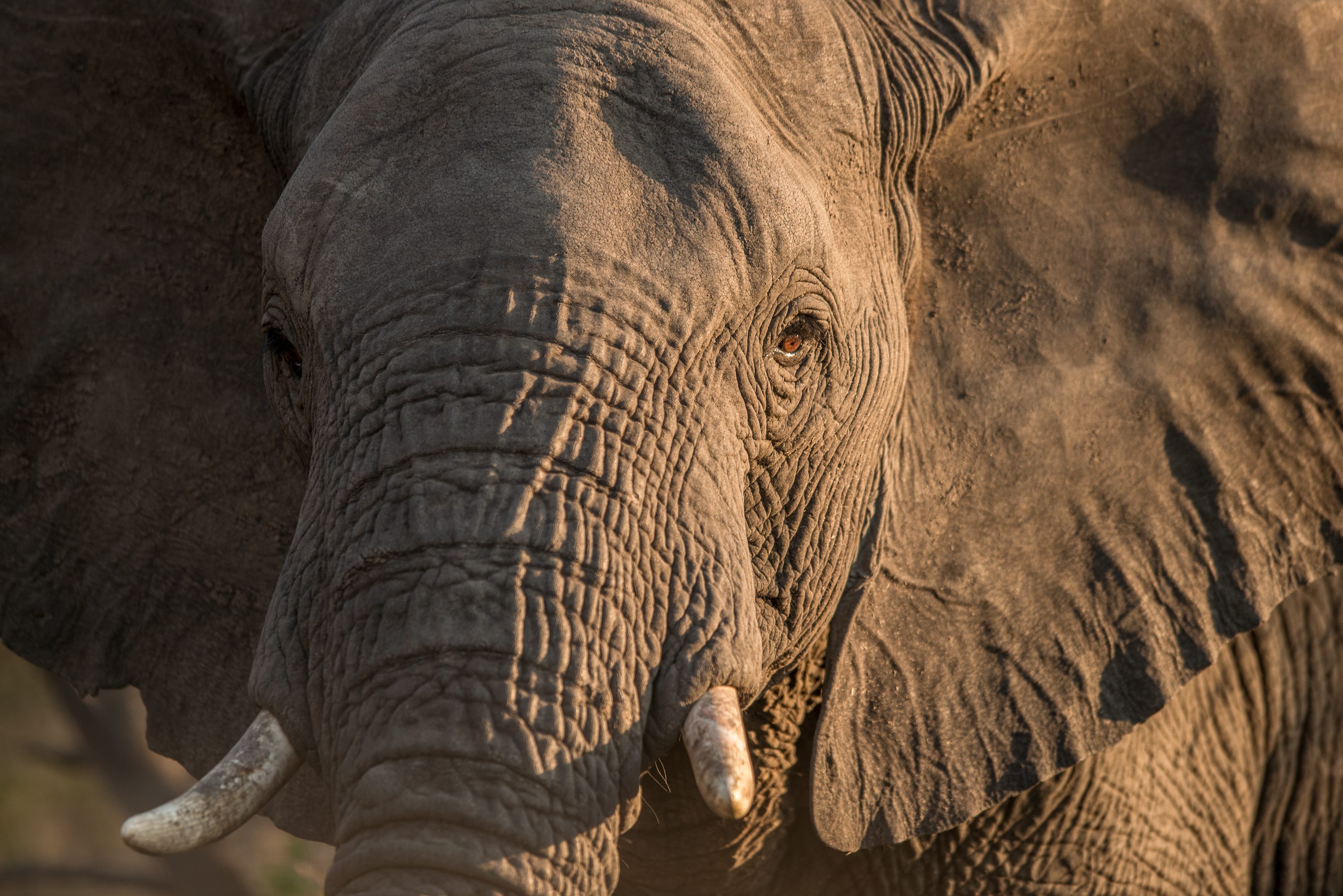 Photograph from South Africa