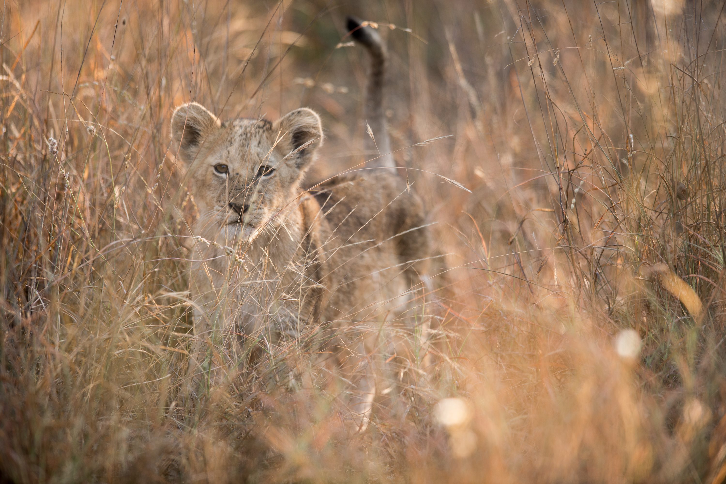 Photograph from South Africa