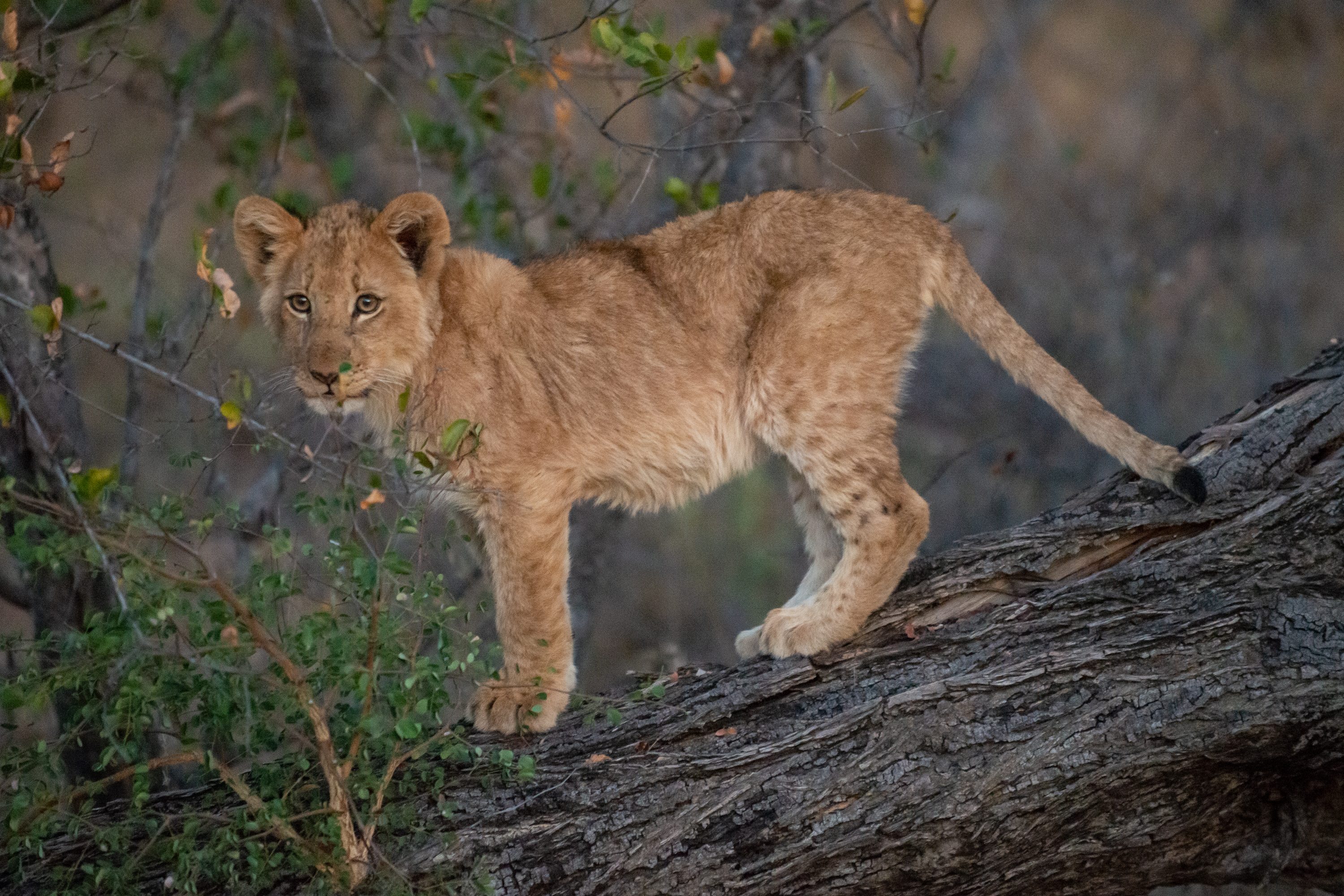 Photograph from South Africa