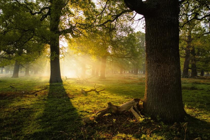 Nature by Simon Wilkes