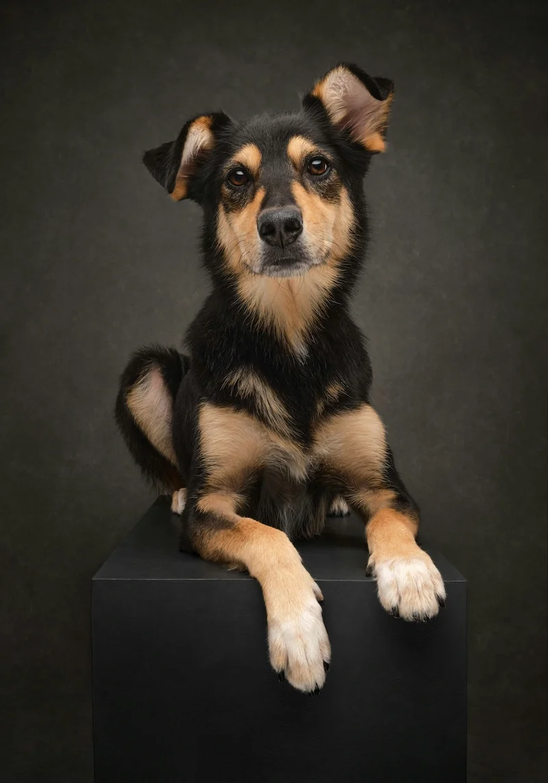 Dog posing on black block​​​​‌﻿‍﻿​‍​‍‌‍﻿﻿‌﻿​‍‌‍‍‌‌‍‌﻿‌‍‍‌‌‍﻿‍​‍​‍​﻿‍‍​‍​‍‌﻿​﻿‌‍​‌‌‍﻿‍‌‍‍‌‌﻿‌​‌﻿‍‌​‍﻿‍‌‍‍‌‌‍﻿﻿​‍​‍​‍﻿​​‍​‍‌‍‍​‌﻿​‍‌‍‌‌‌‍‌‍​‍​‍​﻿‍‍​‍​‍‌‍‍​‌﻿‌​‌﻿‌​‌﻿​​‌﻿​﻿​﻿‍‍​‍﻿﻿​‍﻿﻿‌﻿‌​​﻿‌‍‌‍‌‌‌‍﻿‍​﻿‍‌‌‍﻿‌​﻿‍‌‌‍﻿‌​‍﻿‍‌﻿​﻿‌‍​‌‌‍﻿‍‌‍‍‌‌﻿‌​‌﻿‍‌​‍﻿‍‌﻿​﻿‌﻿‌​‌﻿‌‌‌‍‌​‌‍‍‌‌‍﻿﻿​‍﻿﻿‌‍‍‌‌‍﻿‍‌﻿‌​‌‍‌‌‌‍﻿‍‌﻿‌​​‍﻿﻿‌‍‌‌‌‍‌​‌‍‍‌‌﻿‌​​‍﻿﻿‌‍﻿‌‌‍﻿﻿‌‍‌​‌‍‌‌​﻿﻿‌‌﻿​​‌﻿​‍‌‍‌‌‌﻿​﻿‌‍‌‌‌‍﻿‍‌﻿‌​‌‍​‌‌﻿‌​‌‍‍‌‌‍﻿﻿‌‍﻿‍​﻿‍﻿‌‍‍‌‌‍‌​​﻿﻿‌‌‍‌‌​﻿​‍‌‍‌​​﻿‍​‌‍​‍‌‍‌‌​﻿​‌​﻿‌‌​‍﻿‌​﻿‍​‌‍​‍​﻿​﻿‌‍​‌​‍﻿‌​﻿‌​​﻿‍‌​﻿‌‍‌‍‌‍​‍﻿‌‌‍​‌‌‍​‍‌‍‌‍​﻿‍‌​‍﻿‌‌‍​‌​﻿‍‌‌‍​‌‌‍‌​​﻿‌​​﻿​​‌‍‌‍​﻿​﻿​﻿‍‌​﻿‍​​﻿​​​﻿‍​​﻿‍﻿‌﻿‌​‌﻿‍‌‌﻿​​‌‍‌‌​﻿﻿‌‌﻿​​‌‍​‌‌‍‌﻿‌‍‌‌​﻿‍﻿‌﻿​​‌‍​‌‌﻿‌​‌‍‍​​﻿﻿‌‌‍​﻿‌‍﻿﻿‌‍﻿‍‌﻿‌​‌‍‌‌‌‍﻿‍‌﻿‌​​‍‌‌​﻿‌‌‌​​‍‌‌﻿﻿‌‍‍﻿‌‍‌‌‌﻿‍‌​‍‌‌​﻿​﻿‌​‌​​‍‌‌​﻿​﻿‌​‌​​‍‌‌​﻿​‍​﻿​‍‌‍​‍‌‍‌​​﻿​​‌‍​‌‌‍​‌‌‍​‍​﻿​﻿​﻿‌‍‌‍‌‌​﻿​​​﻿​﻿‌‍​‌​‍‌‌​﻿​‍​﻿​‍​‍‌‌​﻿‌‌‌​‌​​‍﻿‍‌‍‍‌‌‍﻿‌‌‍​‌‌‍‌﻿‌‍‌‌‌﻿​﻿​‍‌‌​﻿‌‌‌​​‍‌‌﻿﻿‌‍‍﻿‌‍‌‌‌﻿‍‌​‍‌‌​﻿​﻿‌​‌​​‍‌‌​﻿​﻿‌​‌​​‍‌‌​﻿​‍​﻿​‍​﻿‍‌​﻿‍​‌‍​‍​﻿‌﻿​﻿‌﻿​﻿​​​﻿‌﻿​﻿‌﻿​﻿​​​﻿‌﻿‌‍​‌​﻿​‍​‍‌‌​﻿​‍​﻿​‍​‍‌‌​﻿‌‌‌​‌​​‍﻿‍‌‍​‌‌‍﻿​‌﻿‌​​﻿﻿﻿‌‍​‍‌‍​‌‌﻿​﻿‌‍‌‌‌‌‌‌‌﻿​‍‌‍﻿​​﻿﻿‌‌‍‍​‌﻿‌​‌﻿‌​‌﻿​​‌﻿​﻿​‍‌‌​﻿​﻿‌​​‌​‍‌‌​﻿​‍‌​‌‍​‍‌‌​﻿​‍‌​‌‍‌﻿‌​​﻿‌‍‌‍‌‌‌‍﻿‍​﻿‍‌‌‍﻿‌​﻿‍‌‌‍﻿‌​‍﻿‍‌﻿​﻿‌‍​‌‌‍﻿‍‌‍‍‌‌﻿‌​‌﻿‍‌​‍﻿‍‌﻿​﻿‌﻿‌​‌﻿‌‌‌‍‌​‌‍‍‌‌‍﻿﻿​‍‌‍‌‍‍‌‌‍‌​​﻿﻿‌‌‍‌‌​﻿​‍‌‍‌​​﻿‍​‌‍​‍‌‍‌‌​﻿​‌​﻿‌‌​‍﻿‌​﻿‍​‌‍​‍​﻿​﻿‌‍​‌​‍﻿‌​﻿‌​​﻿‍‌​﻿‌‍‌‍‌‍​‍﻿‌‌‍​‌‌‍​‍‌‍‌‍​﻿‍‌​‍﻿‌‌‍​‌​﻿‍‌‌‍​‌‌‍‌​​﻿‌​​﻿​​‌‍‌‍​﻿​﻿​﻿‍‌​﻿‍​​﻿​​​﻿‍​​‍‌‍‌﻿‌​‌﻿‍‌‌﻿​​‌‍‌‌​﻿﻿‌‌﻿​​‌‍​‌‌‍‌﻿‌‍‌‌​‍‌‍‌﻿​​‌‍​‌‌﻿‌​‌‍‍​​﻿﻿‌‌‍​﻿‌‍﻿﻿‌‍﻿‍‌﻿‌​‌‍‌‌‌‍﻿‍‌﻿‌​​‍‌‌​﻿‌‌‌​​‍‌‌﻿﻿‌‍‍﻿‌‍‌‌‌﻿‍‌​‍‌‌​﻿​﻿‌​‌​​‍‌‌​﻿​﻿‌​‌​​‍‌‌​﻿​‍​﻿​‍‌‍​‍‌‍‌​​﻿​​‌‍​‌‌‍​‌‌‍​‍​﻿​﻿​﻿‌‍‌‍‌‌​﻿​​​﻿​﻿‌‍​‌​‍‌‌​﻿​‍​﻿​‍​‍‌‌​﻿‌‌‌​‌​​‍﻿‍‌‍‍‌‌‍﻿‌‌‍​‌‌‍‌﻿‌‍‌‌‌﻿​﻿​‍‌‌​﻿‌‌‌​​‍‌‌﻿﻿‌‍‍﻿‌‍‌‌‌﻿‍‌​‍‌‌​﻿​﻿‌​‌​​‍‌‌​﻿​﻿‌​‌​​‍‌‌​﻿​‍​﻿​‍​﻿‍‌​﻿‍​‌‍​‍​﻿‌﻿​﻿‌﻿​﻿​​​﻿‌﻿​﻿‌﻿​﻿​​​﻿‌﻿‌‍​‌​﻿​‍​‍‌‌​﻿​‍​﻿​‍​‍‌‌​﻿‌‌‌​‌​​‍﻿‍‌‍​‌‌‍﻿​‌﻿‌​​‍‌‍‌﻿​​‌‍‌‌‌﻿​‍‌﻿​﻿‌﻿​​‌‍‌‌‌‍​﻿‌﻿‌​‌‍‍‌‌﻿‌‍‌‍‌‌​﻿﻿‌‌﻿​​‌﻿‌‌‌‍​‍‌‍﻿​‌‍‍‌‌﻿​﻿‌‍‍​‌‍‌‌‌‍‌​​‍​‍‌﻿﻿‌