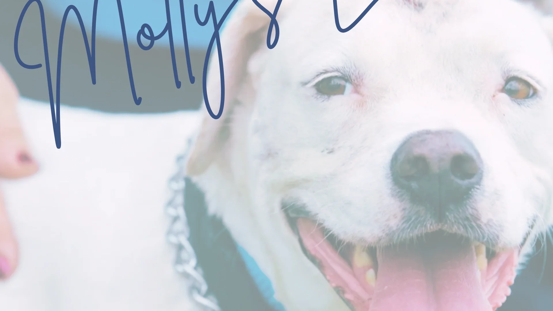image of dog with "Molly's Law" overlaid