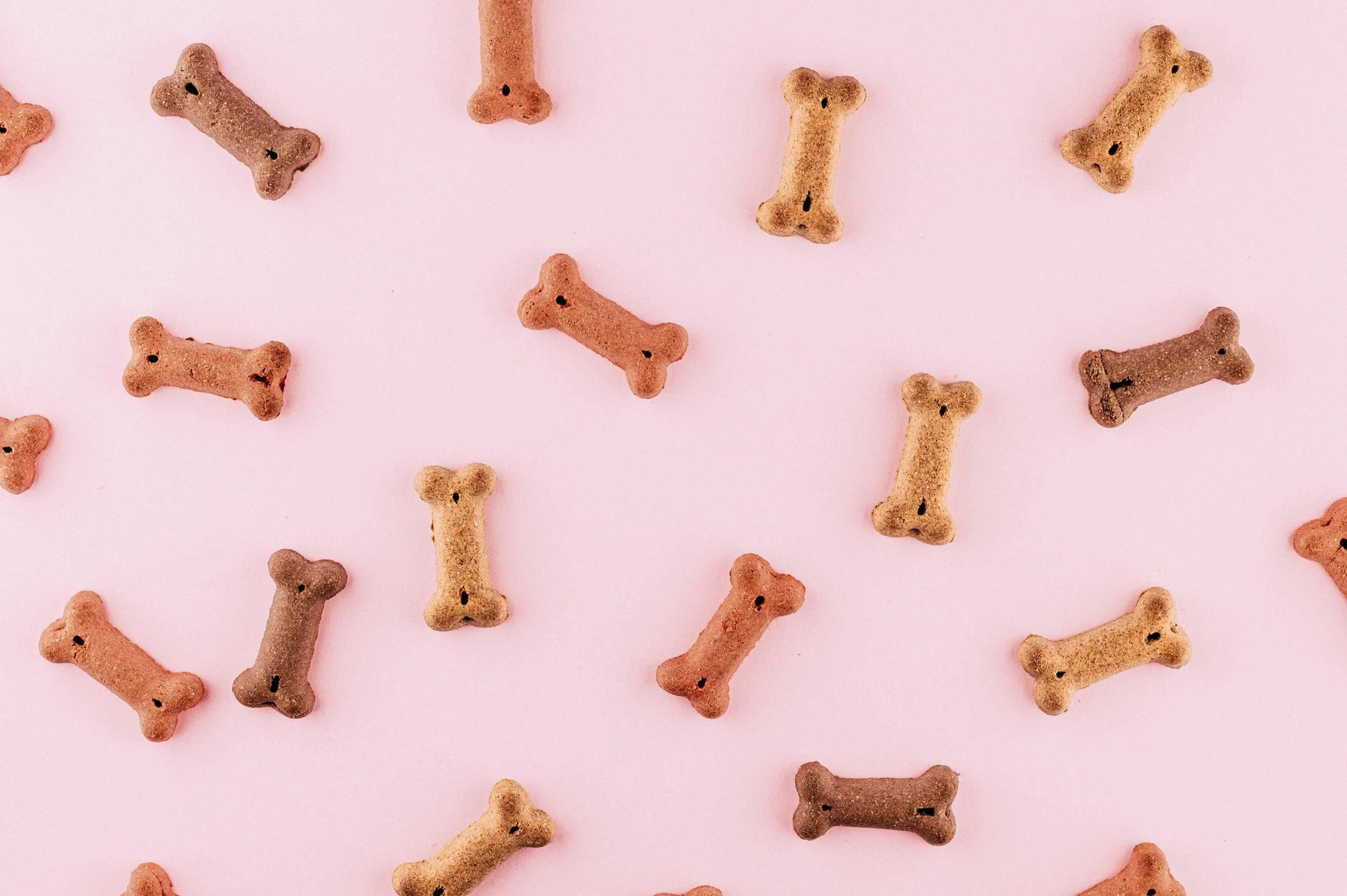 Dog biscuits on pink background