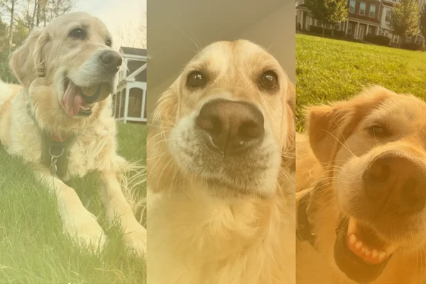 Greyson