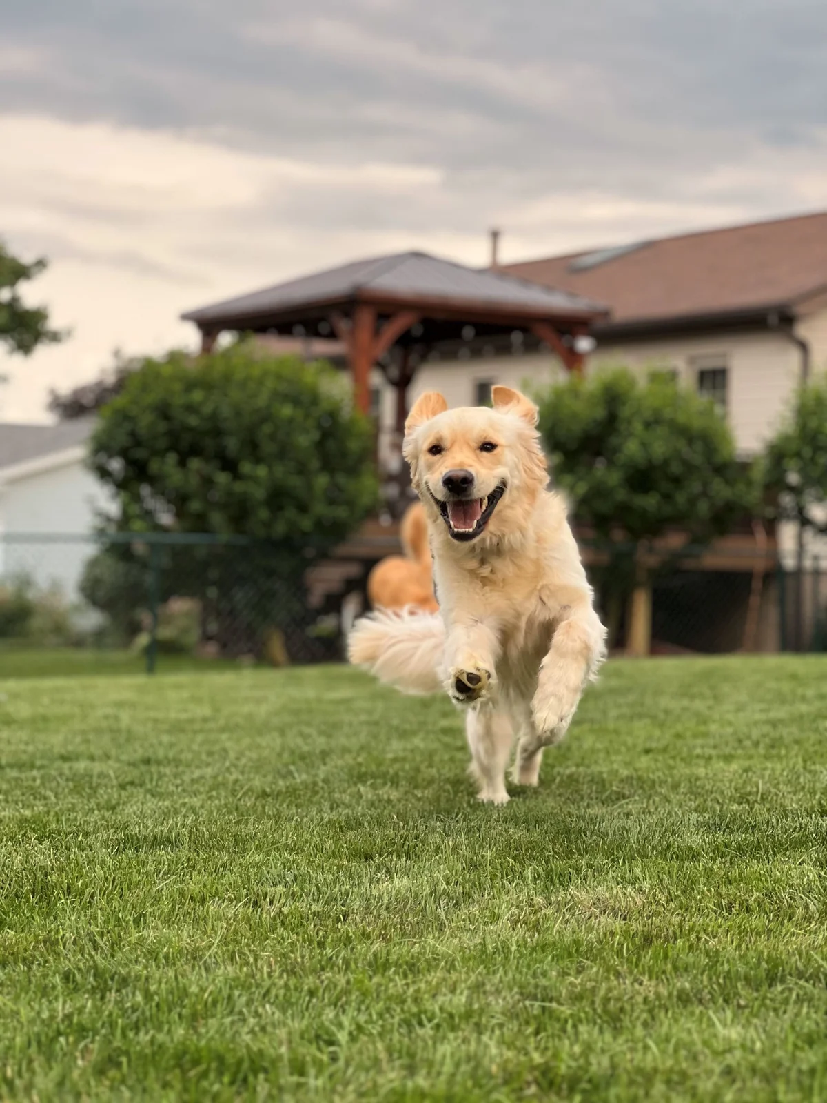 dog running in grass