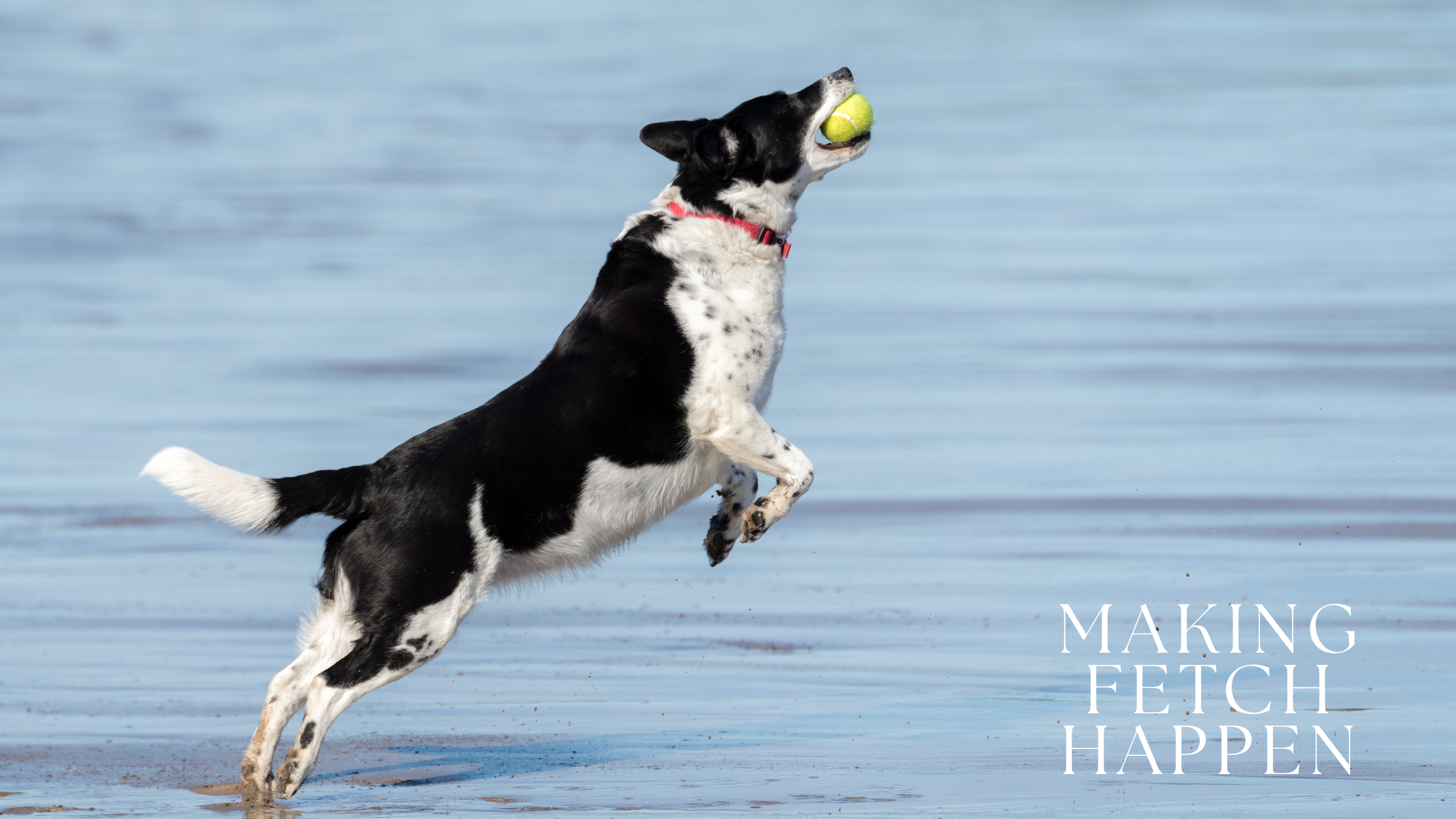 fetch