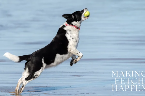 fetch