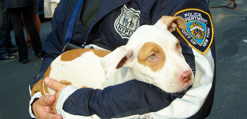 Police officer holding a young dog