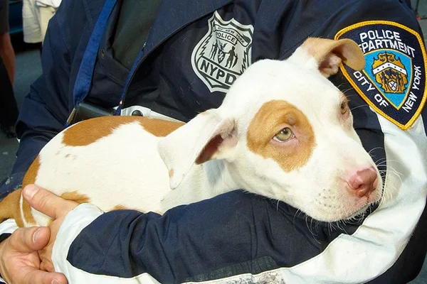 Police officer holding a young dog
