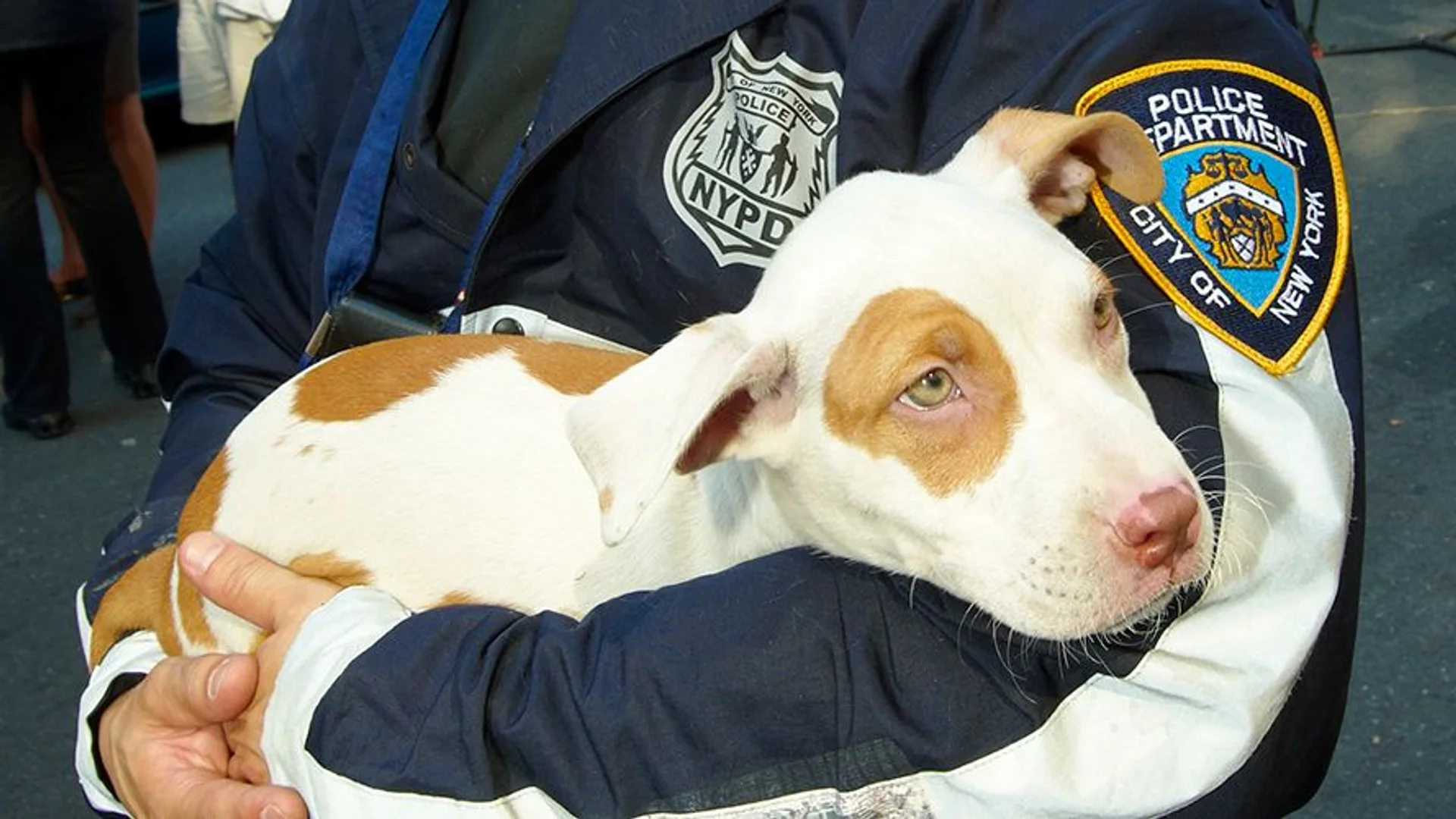 Police officer holding a young dog
