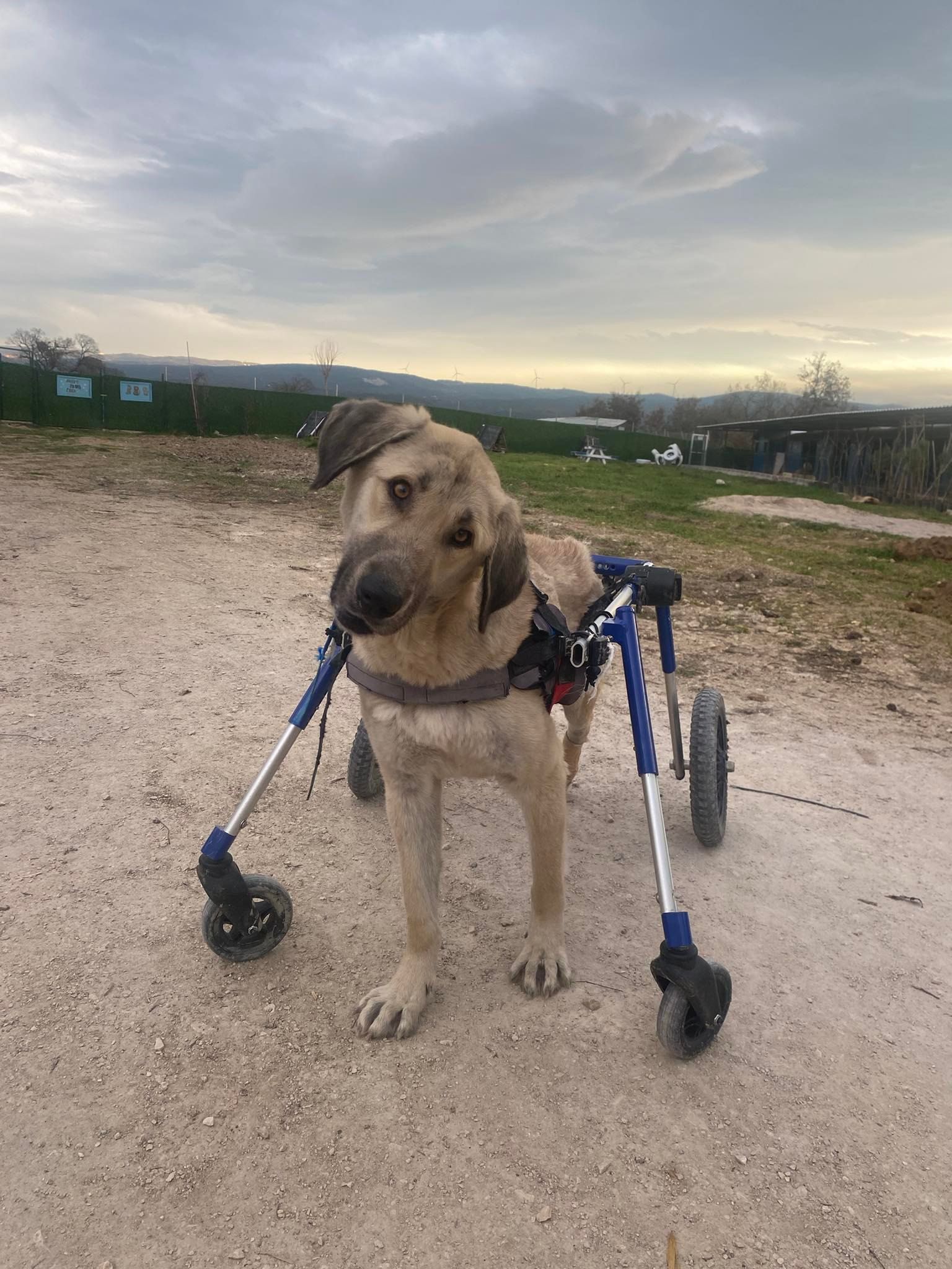 dog in wheelchair harness