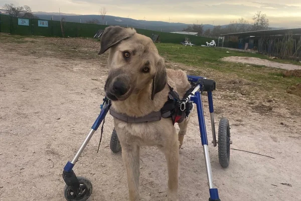 dog in wheelchair harness