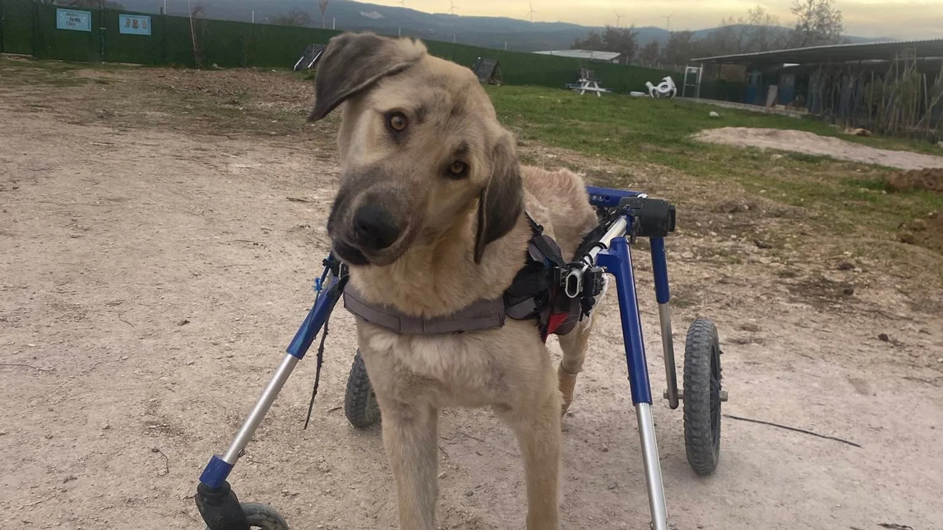 dog in wheelchair harness