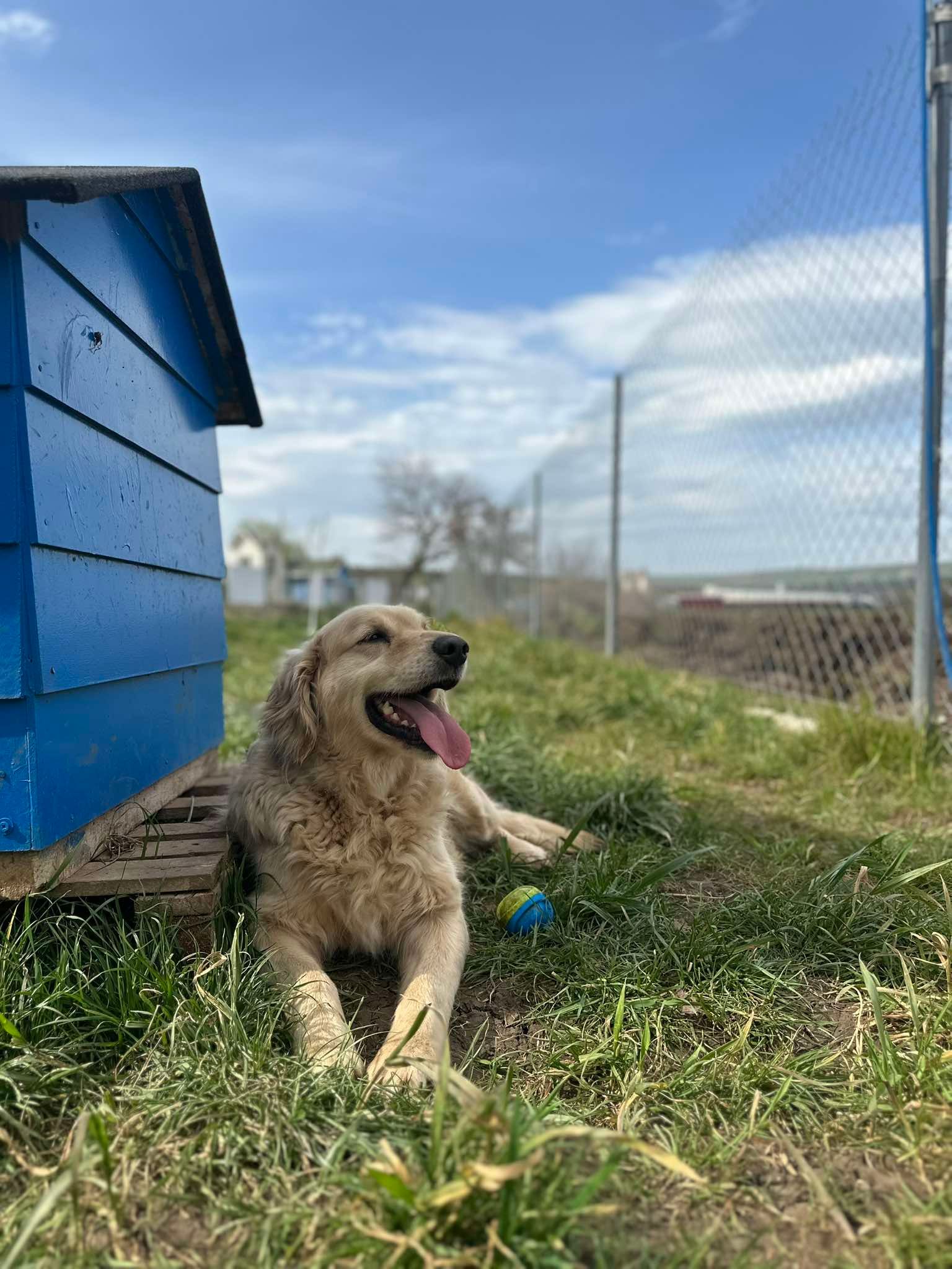 Labrodor lying in the shade