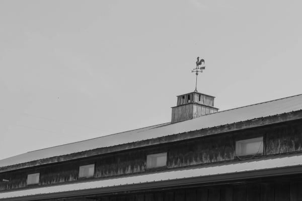 Barn with Rooster Weathervane