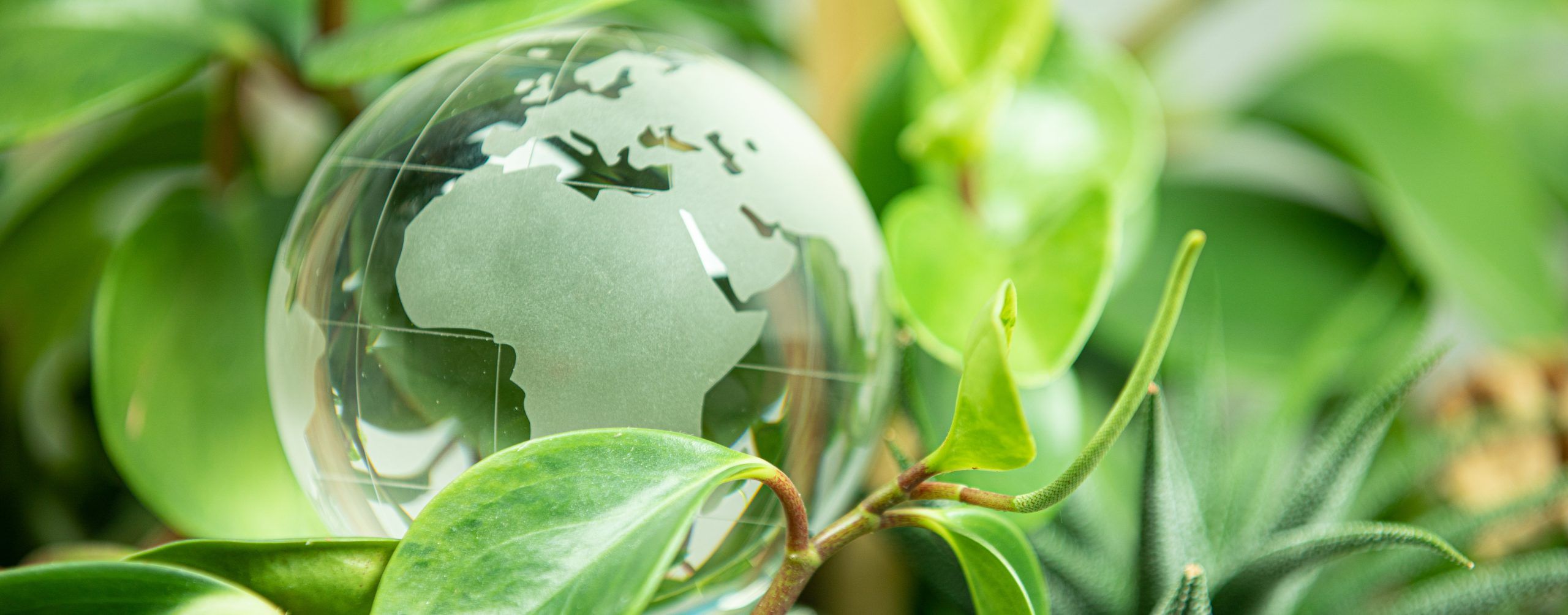 Employees and Sustainability: 3 Initiatives to Engage them