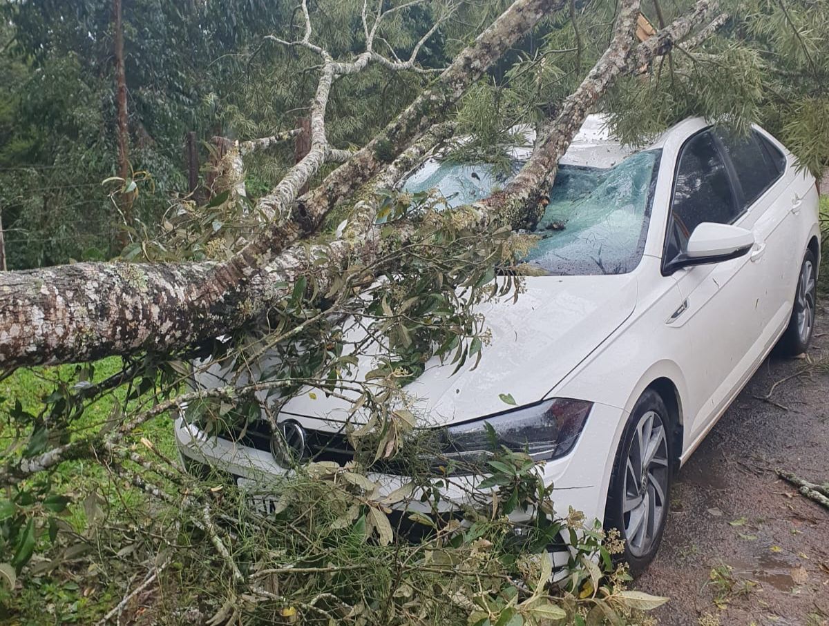 Carro é atingido por queda de árvore durante temporal em Mafra