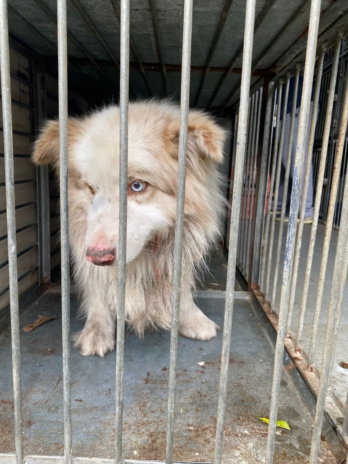 Operação resgata mais de 20 cães de canil irregular