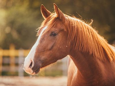 Brasil registra caso inédito de ração contaminada com 245 mortes de cavalos em quatro estados